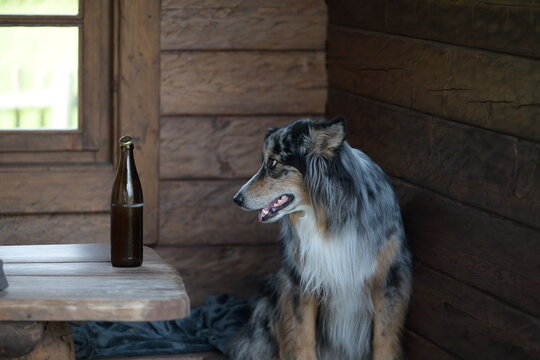 Sch&ouml;ner langhaariger Hund sitzt in einer Holzh&uuml;tte an einem Tisch mit einer Bierflasche