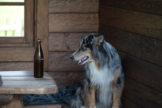 Sch&ouml;ner langhaariger Hund sitzt in einer Holzh&uuml;tte an einem Tisch mit einer Bierflasche