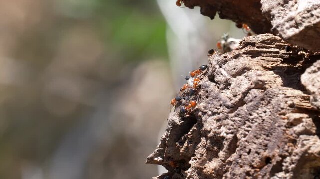 ants crawl on flying ant in colony shakeup