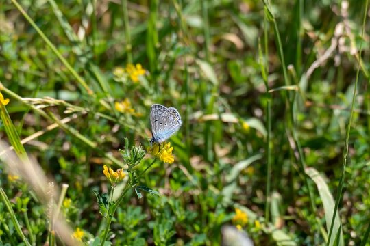 Amanda's blue butterfly is sitting on the yellow flower. Close up view