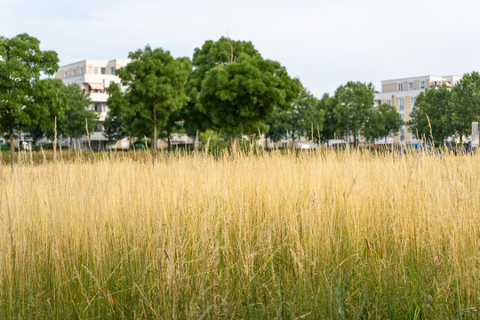 Golden grasses fill an open urban meadow with apartment buildings and trees in the background. Summer landscape blends nature and city life.