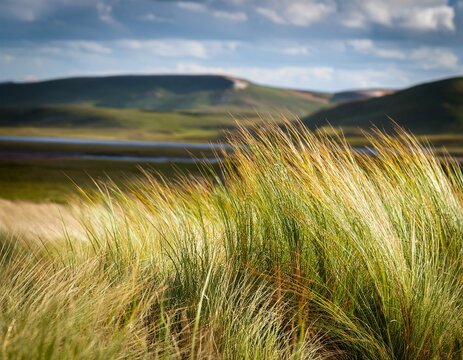 breeze of summer dune grass sways in the wind with a scenic backdrop