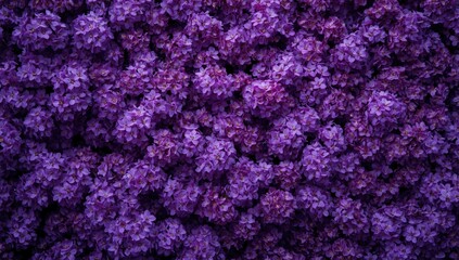 Obraz premium Purple flower blossoms filling the frame