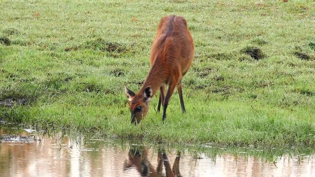 Sitatunga, Tragephalus spekii, female eats aquatic plants from the river 163
