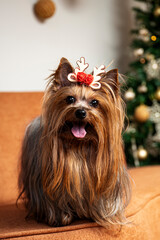Naklejka premium One Yorkshire female dog sticking out tongue wearing bow tie sitting on a beige leather bench in front of a christmas tree