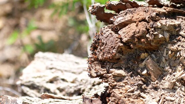ant colony swarming on rotted and decomposing log readying for possible nuptial flight