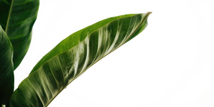 Vibrant Irvingia Malayana tropical tree foliage with white backdrop for use in botanical and nature designs