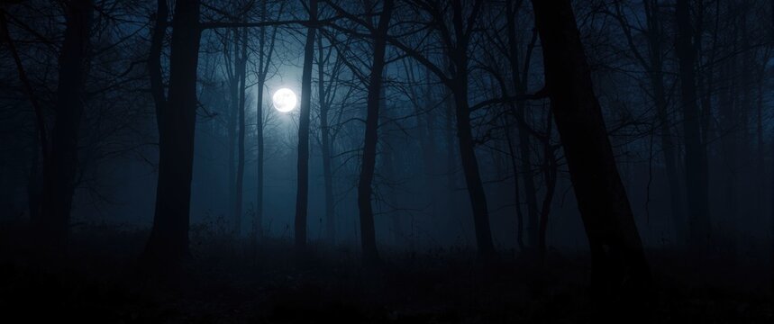 Mystical woodland scene with bright full moon and shadowy trees