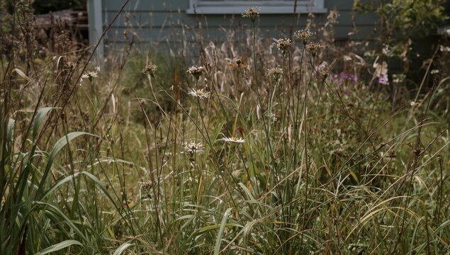 Wildflowers and tall grass in an overgrown garden
