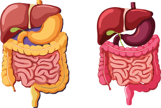 Human Digestive System Vector Illustration Set Featuring Liver, Stomach, and Intestines in Two Color Variations for Medical Journals, Healthcare Education, and Anatomy Diagram Designs
