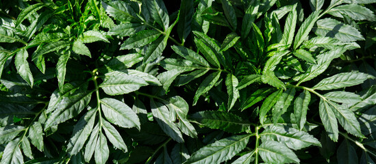 Dense green foliage with textured leaves growing in natural sunlight, creating a vibrant botanical background. Fresh garden vegetation photographed outdoors with rich organic detail. © peachbox