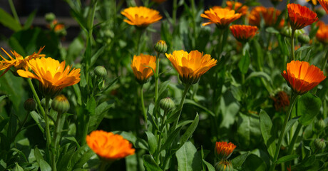 Fototapeta premium Blooming orange flowers in a sunny garden with selective focus and soft blurred background. Colorful floral scene capturing fresh spring and summer blossoms outdoors.
