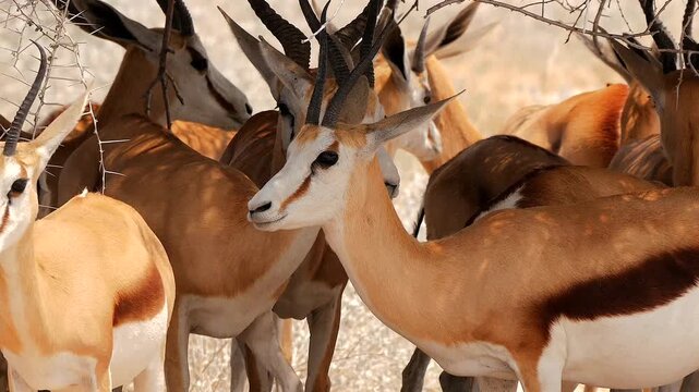 springbok, Antidorcas marsupialis, resting in the poor shadow of thorny tree 619