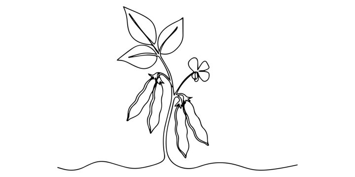 bean pod continuous one line drawing, Minimalist line art of pea pod with peas hidden inside. No editable strokes, Fava beans simple color vector illustration. One continuous line art drawing with 