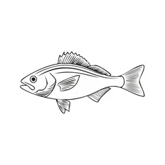 Fototapeta premium Black and White Line Art Illustration of a Perch Fish