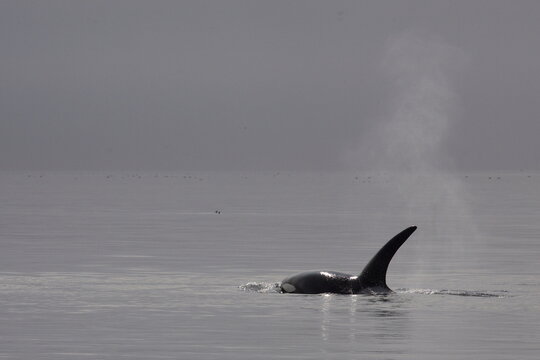 Schwertwal - Orca / Killer whale / Orcinus orca
