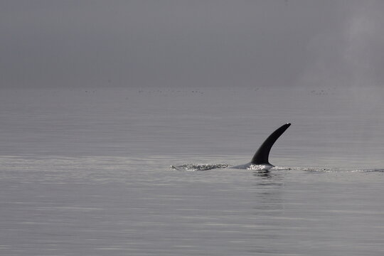 Schwertwal - Orca / Killer whale / Orcinus orca