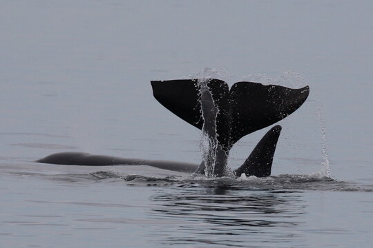 Schwertwal - Orca / Killer whale / Orcinus orca