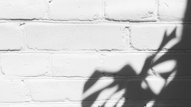 Monstera leaf shadow on white brick wall during bright daylight hours