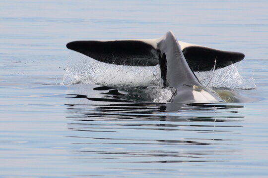 Schwertwal - Orca / Killer whale / Orcinus orca