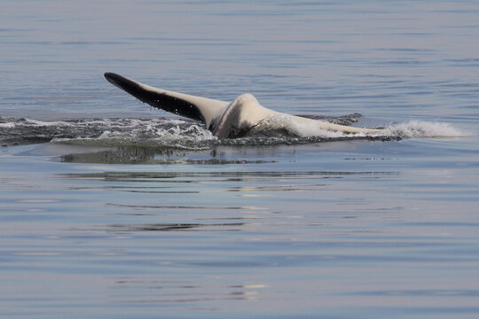Schwertwal - Orca / Killer whale / Orcinus orca