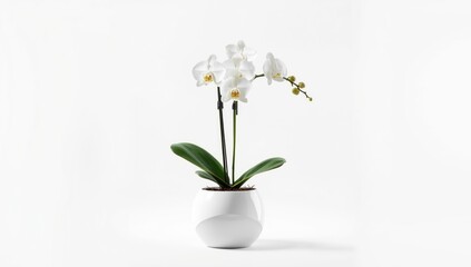 Fototapeta premium White orchid flower in a stylish pot displayed on pure white background with copy space for cosmetic and health decor