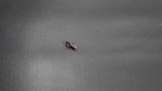 a single winged ant crawling on a dark grey background.