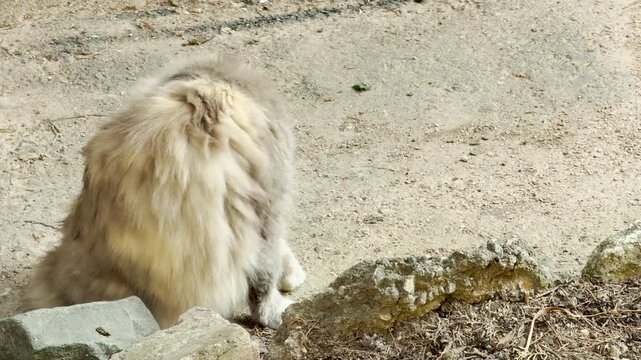 A fluffy cat sits alertly on a dirt path next to some rocks. Its serious gaze creates a focused and slightly grumpy feeling.