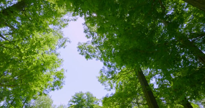 初夏の爽やかな青空と見上げる新緑のメタセコイア並木