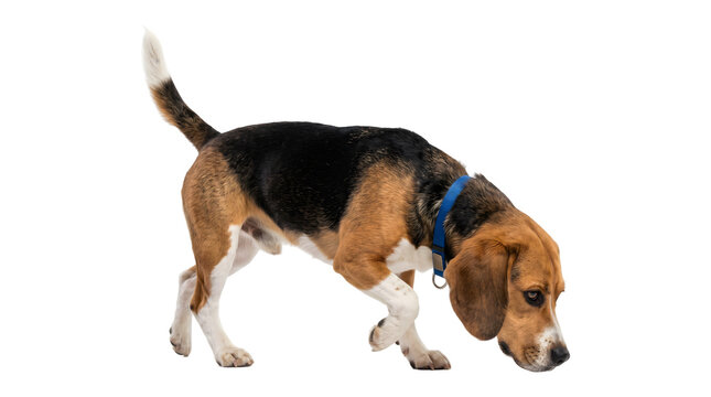 Beagle dog sniffing the ground with nose down and blue collar captured as a PNG on a transparent background