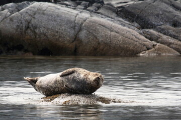 Seehund / Harbour Seal / Phoca vitulina © Ludwig