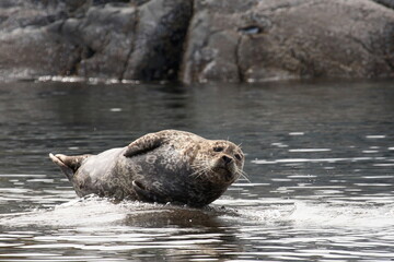 Seehund / Harbour Seal / Phoca vitulina © Ludwig