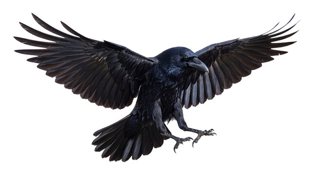 Raven with fully spread wings and extended sharp talons captured mid flight as a PNG on a transparent background