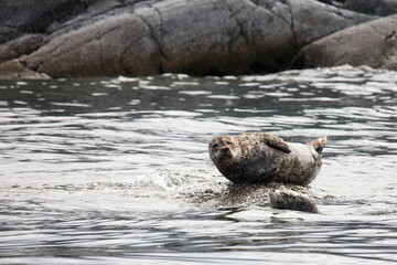 Seehund / Harbour Seal / Phoca vitulina © Ludwig