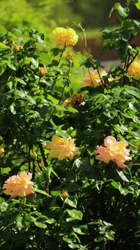 Blooming yellow garden roses in sunlight, lush rose bushes with soft bokeh and natural light, romantic summer garden flowers, botanical beauty and floral background