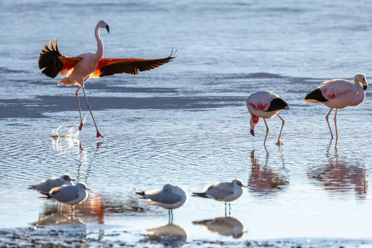 View of Andean flamingos wading and taking flight in the shallow mineral-rich waters of Laguna Colorada in Sur Lipez, Potosi Department, Bolivia.