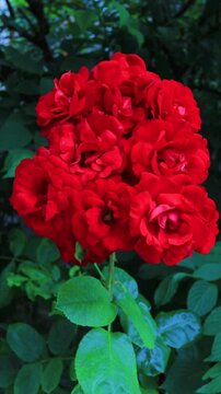 Blooming red garden roses in sunlight, lush rose bushes with soft bokeh and natural light, romantic summer garden flowers, botanical beauty and floral background