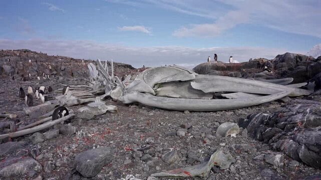Humpback Whale Skeleton Among Penguins In Antarctica