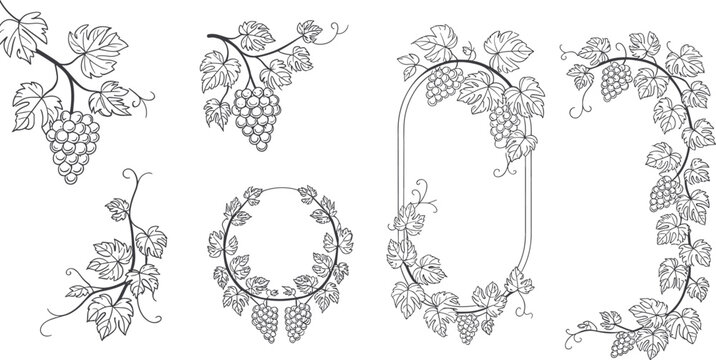Hand drawn grape grapevine vector illustration set with elegant vine branches leaves frames and decorative borders