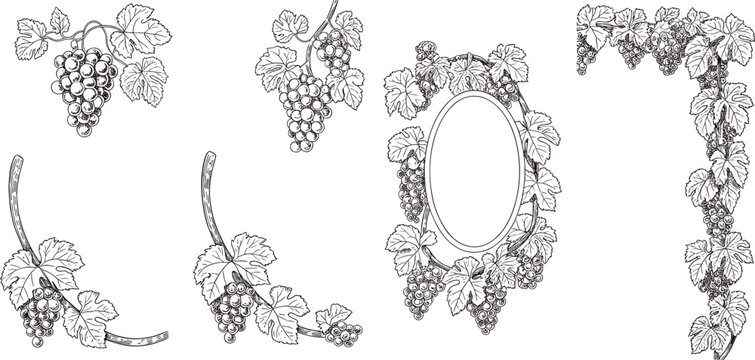 Vintage grape vector illustration set with detailed engraved sketch borders frames and bunches of wine grapes