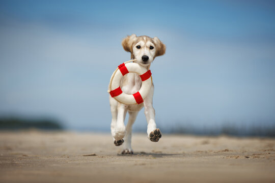 funny saluki puppy running on the beach with a lifebuoy in mouth