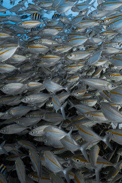 Full frame of a dense school of yellowstripe scad fish swimming underwater.