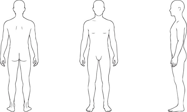 Male human anatomy diagram front back and side views on white background