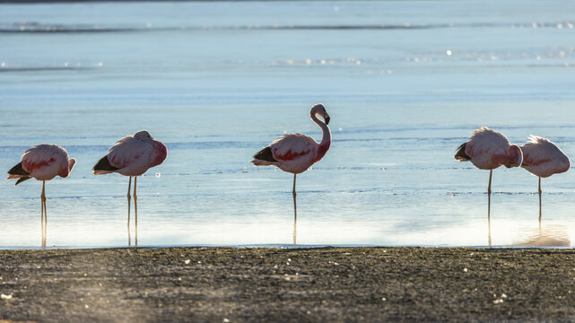 View of Laguna Colorada with a group of Andean flamingos standing in the shallow, reflective water under soft morning light, Sur Lipez, Potosi Department, Bolivia.