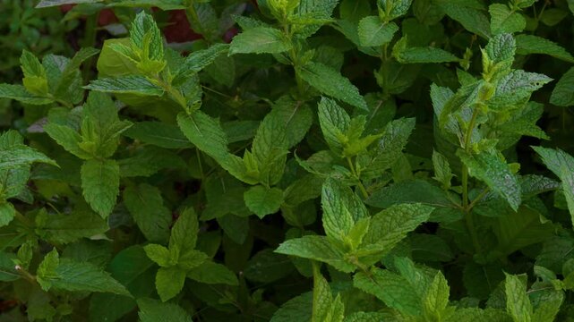 Mint leaves closeup background, fresh spearmint, peppermint plants growing and creating natural green pattern.
