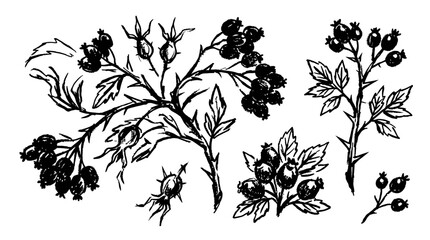 Fototapeta premium Grunge charcoal or chalk spring summer flower collection on white background