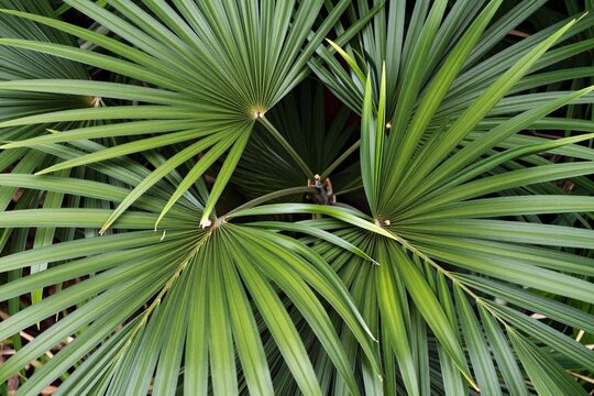 a close up of a palm tree with green leaves