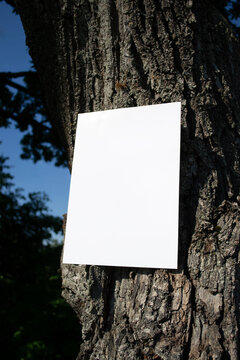 Mockup of white A4 sheet of paper on bark of tree oak trunk. Soft diffuse focus. Poster, blank with space for text, design and presentation
