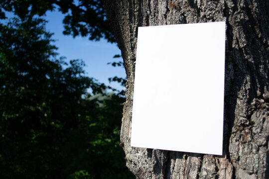 Mockup of white A4 sheet of paper on bark of tree oak trunk. Soft diffuse focus. Poster, blank with space for text, design and presentation