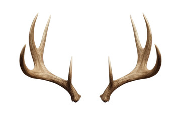 Naklejka premium Deer antlers displaying natural texture set against transparent background, symbolizing hunting, nature, and wildlife